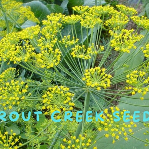 50  Dill Seed, open pollinated, non gmo, classic herb for your garden,Trout Creek Seeds