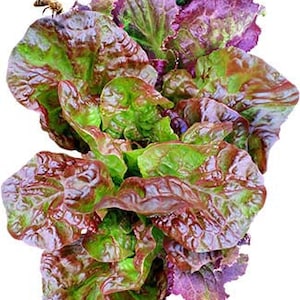 May include: A close-up of a head of red leaf lettuce with green and purple leaves. A bee and a beetle are on the leaves. The lettuce has a ruffled texture and is set against a white background.