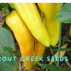 30 Heirloom Hungarian Sweet Wax Pepper Seeds, non gmo, open pollinated, Trout Creek Seeds