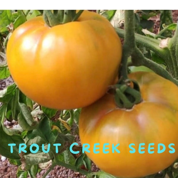 50 or 100 Heirloom Golden Jubilee tomato seeds, NON GMO, open pollinated, organic Trout Creek Seeds