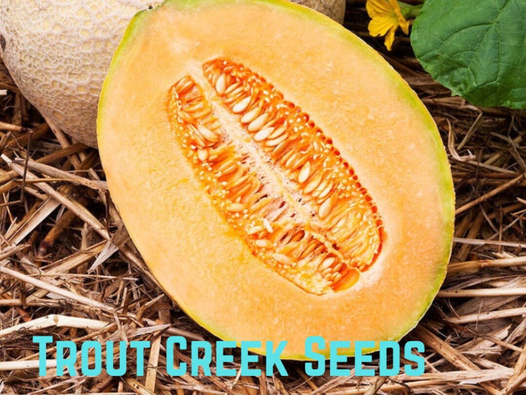 Heirloom Hales Best Jumbo Cantaloupe Melon Seeds, Non Gmo Open Pollinated, Sweet, Garden Seed