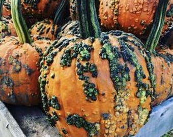 May include: A collection of orange pumpkins with textured, bumpy surfaces and green stems. The pumpkins are displayed in a wooden crate, showcasing their unique, warty appearance. The pumpkins vary in size and shape, perfect for autumn decor.