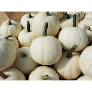May include: A collection of small, white pumpkins with green stems. The pumpkins are round with vertical ridges, and they are piled together. The pumpkins are a creamy white color.