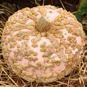 May include: A pink pumpkin with a textured, tan-colored rind. The pumpkin has a round shape and a brown stem. The surface of the pumpkin is covered in a network of raised, textured ridges.