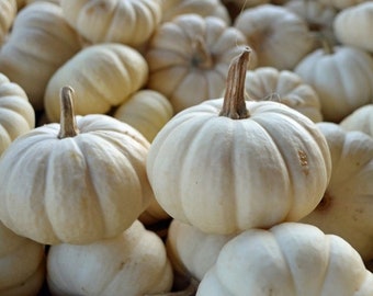 Baby Boo Pumpkin Seeds: Heirloom, Non-GMO, Small White Pumpkins, 20 seeds