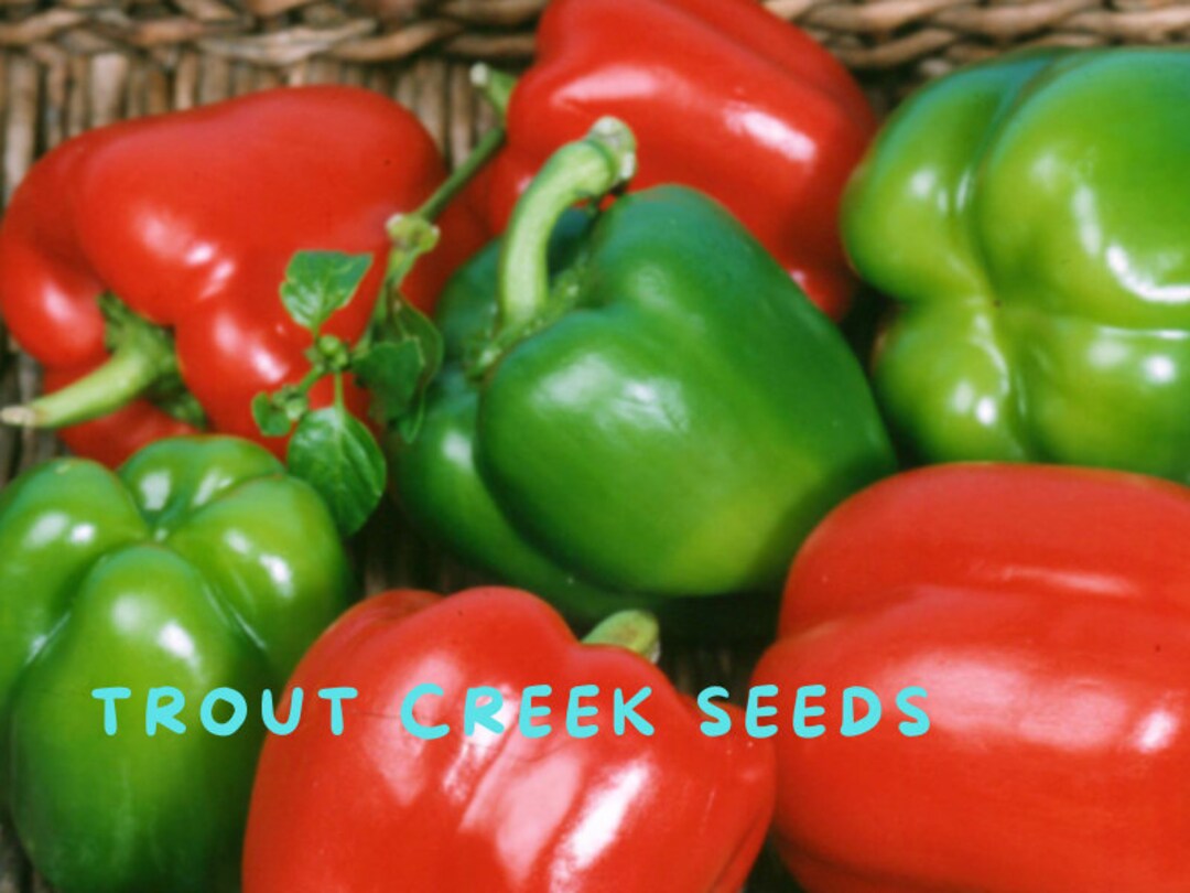 Heirloom Keystone Giant Bell Pepper Seeds, Open Pollinated, Non Gmo