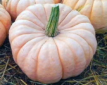 Pink Porcelin Pumpkin seed,  unique color, fall decore, non gmo, 10 seeds