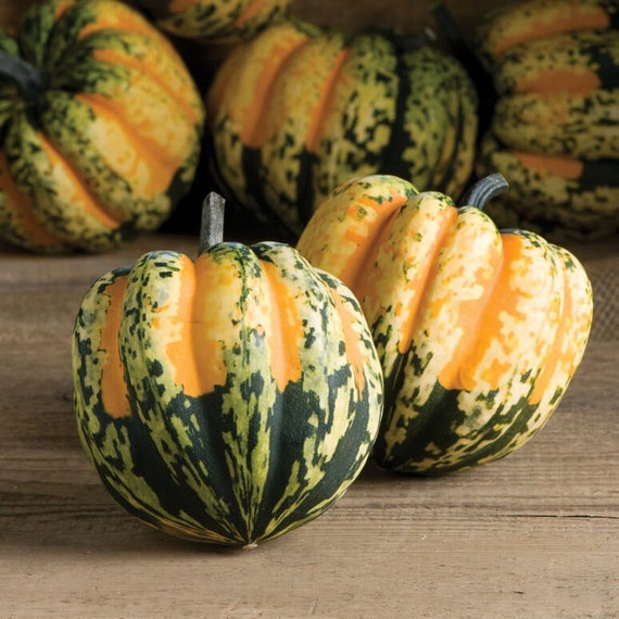 20 Festival Winter Squash Seeds: Heirloom, Non-GMO, Open Pollinated