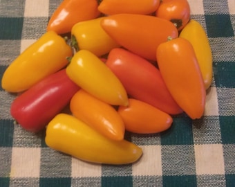 40 Lunchbox sweet snacker pepper seed, non gmo, open pollinated, colorful, small size, Hydes Hollow Seeds