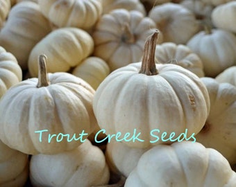 20 Heirloom Baby Boo Pumpkin seeds, non gmo, open pollinated, small white pumpkin, Trout Creek Seeds