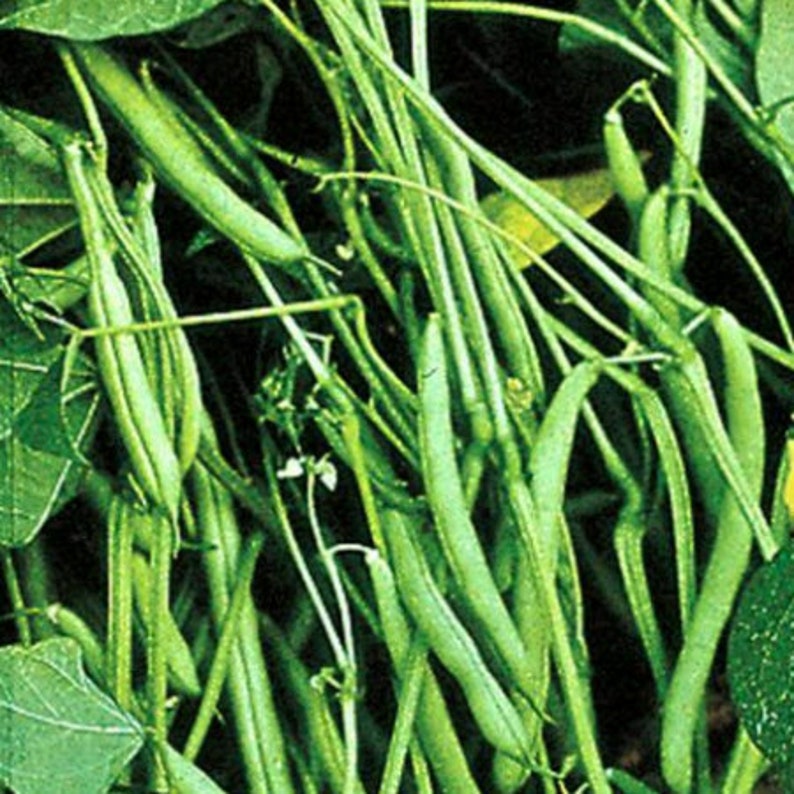 Heirloom State Half Runner Bean Seeds, Non Gmo, Open Pollinated, Garden
