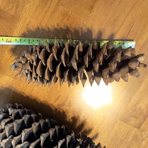 May include: Two large brown pine cones with a ruler showing the length of one. The pine cone is approximately 12 inches long. The cones have a textured surface and are on a wooden surface.