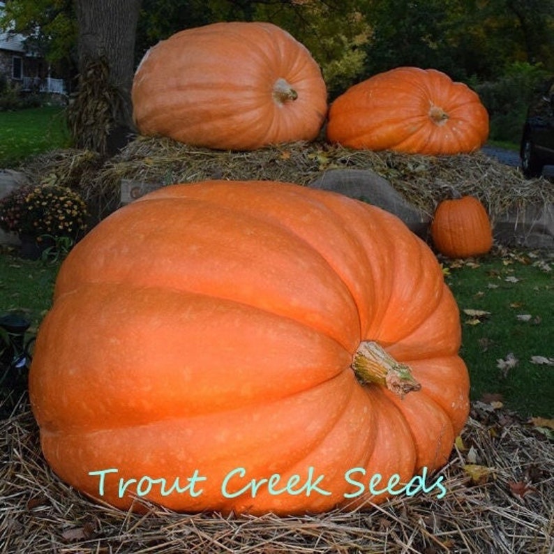 Heirloom Atlantic Giant Pumpkin 10 Seeds , Non Gmo, Open Pollinated