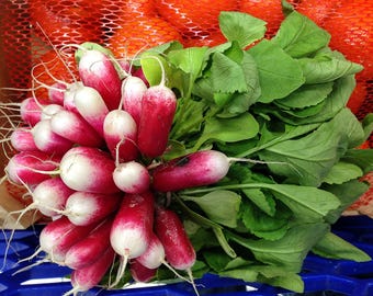 100 Heirloom French Breakfast Radish Seeds - Non GMO Garden Seed