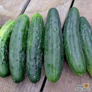 Heirloom Marketmore 76 Cucumber Seeds: Non-GMO, Open Pollinated (30 Seeds)