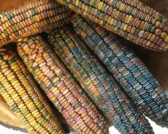 Heirloom Earth Tone Dent Corn Seeds: Rainbow Indian Corn, 30 seeds