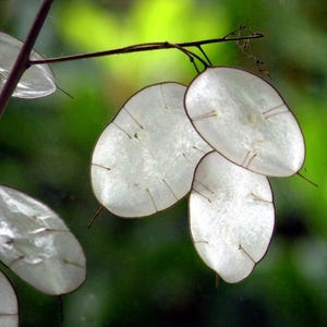 以下が含まれることがあります： 半透明の楕円形の種子さやを持つ植物のクローズアップ。 さやは真珠のような白で、濃い茶色の静脈と縁があります。 ぼやけた緑色の背景は、自然な屋外環境を示唆しています。