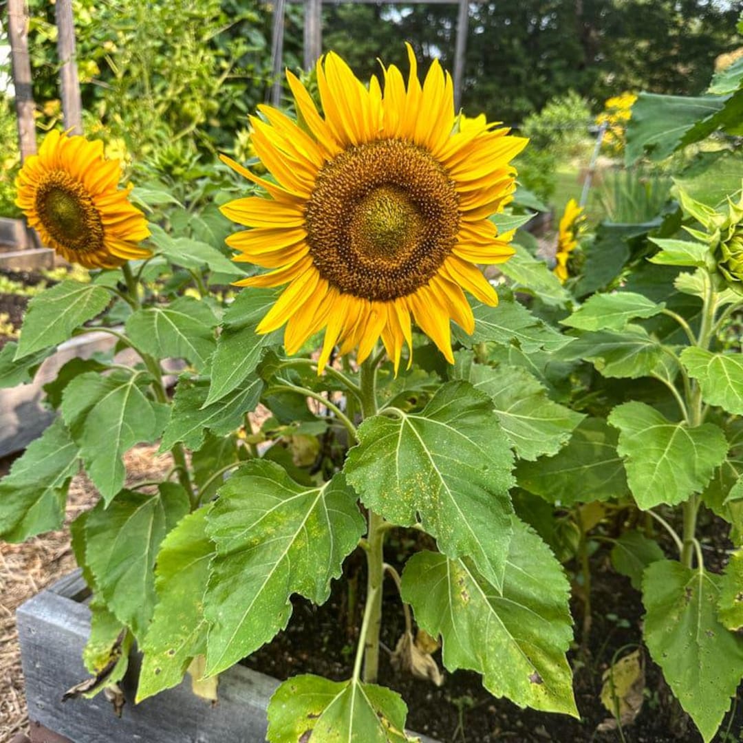 20 Dwarf Sunspot Sunflower Seeds, Pollinator Friendly, Heirloom, Non ...