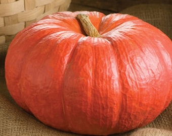20 Heirloom Cinderella Pumpkin Seeds, non gmo, organic seeds,   fall decore, stacking