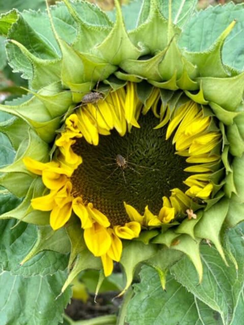 20 Dwarf Sunspot Sunflower Seeds, Pollinator Friendly, Heirloom, Non ...