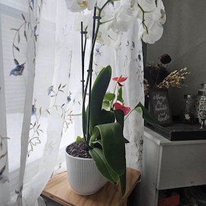 Oak Window Plant Shelf, Various shelf sizes, Easy Install, No Tools image 14