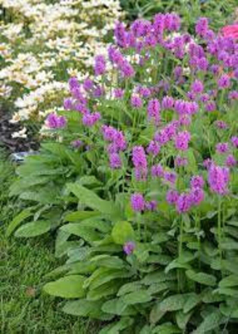 Stachys 'hummelo' Lamb's Ear 2.5' Pots LIVE Etsy