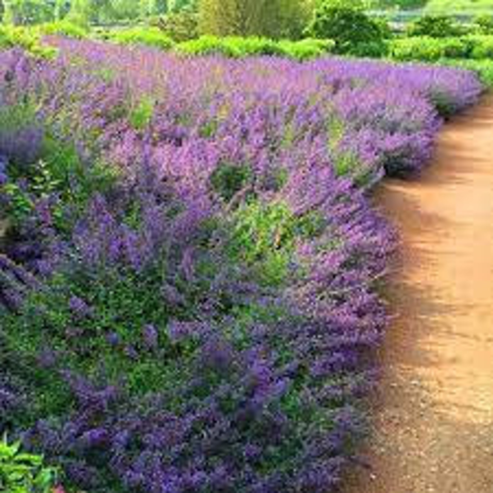 Nepeta 'walkers Low' Catmint 2.5' Pots LIVE Etsy
