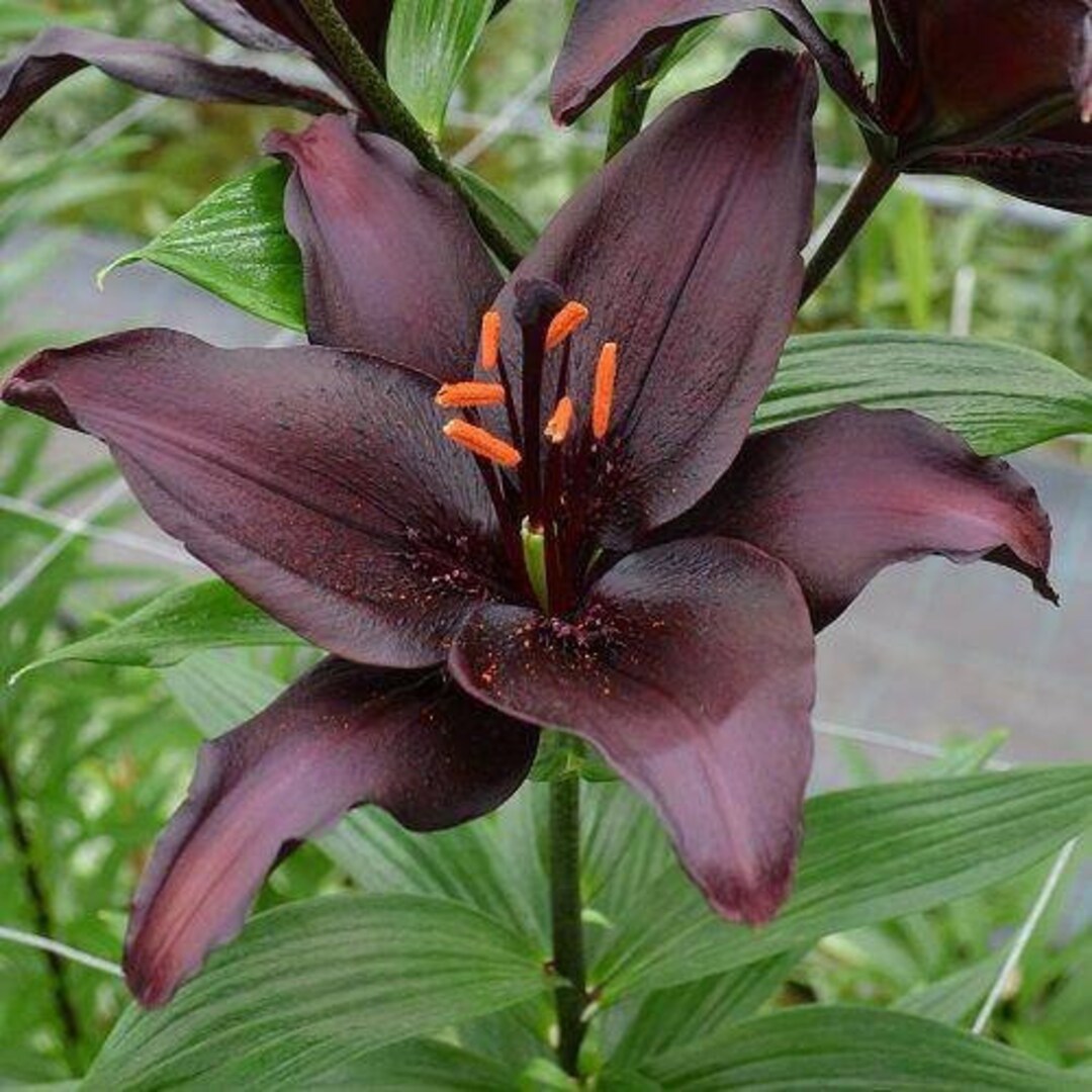 Lilium 'blacklist' Flower Bulbs Astonishing Black Etsy