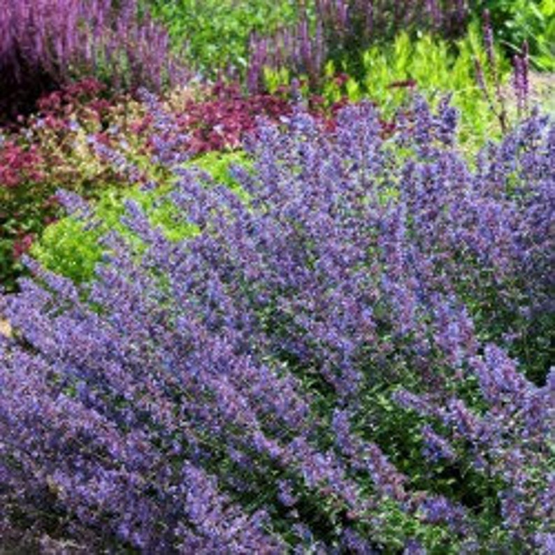 Nepeta 'walkers Low' Catmint 2.5' Pots LIVE Etsy
