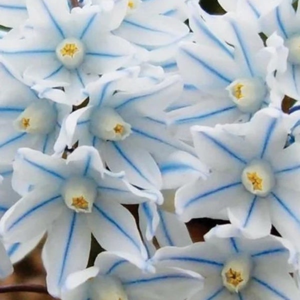 Blue Striped Lily PUSCHKINIA Flower Bulbs Fragrant Squill Hardy Perennial Deer Resistant Plant Now fo Early to mid Spring Blooms Ez to Grow!