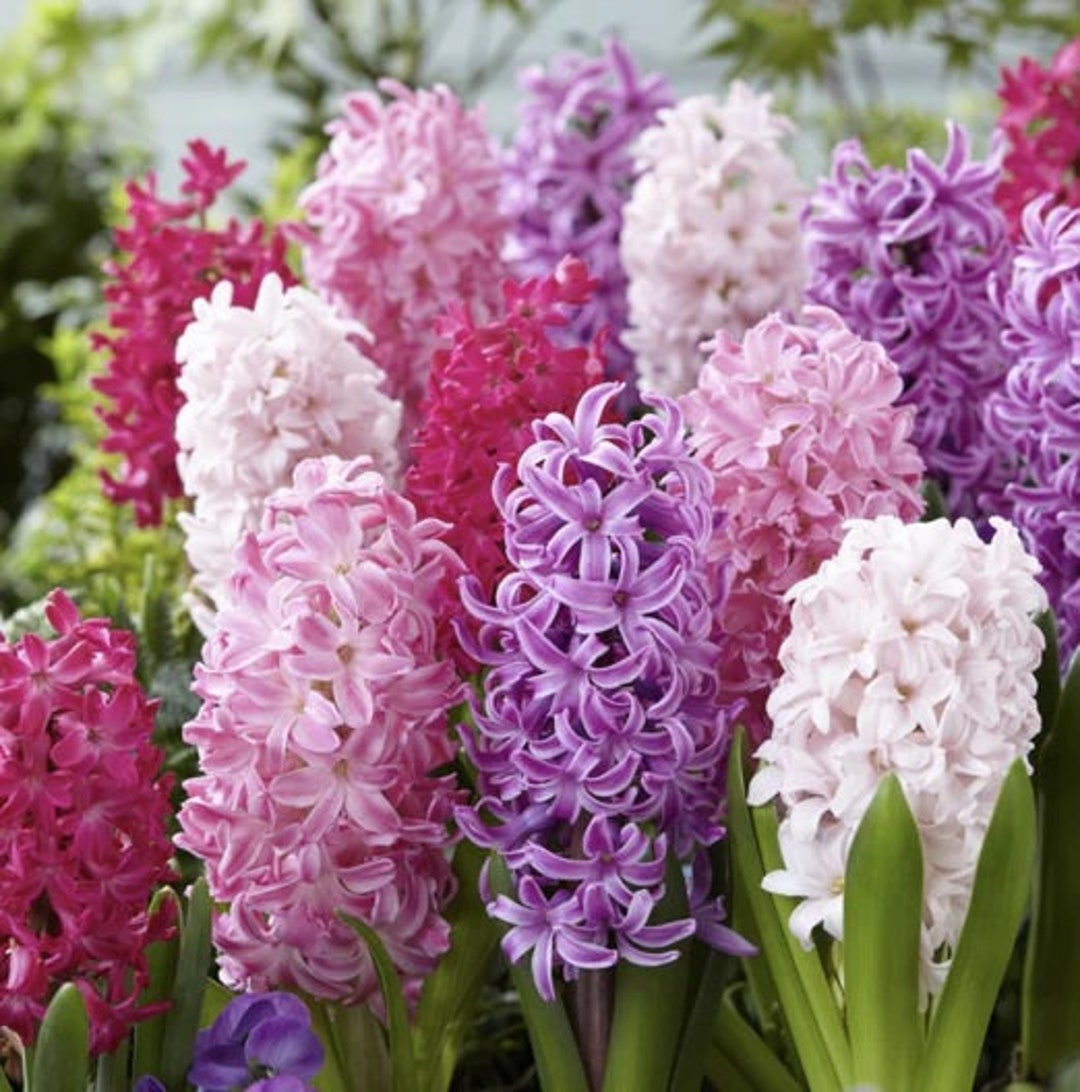 Hyacinth 'mixture of the Pinks' Flower Bulbs