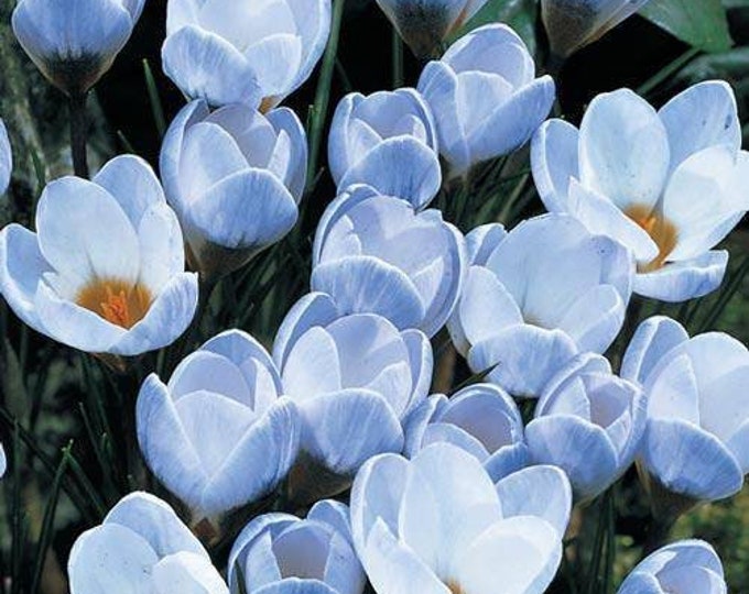 Species Crocus 'blue Pearl' Flower Bulbs Easy to Grow Perennial Plant
