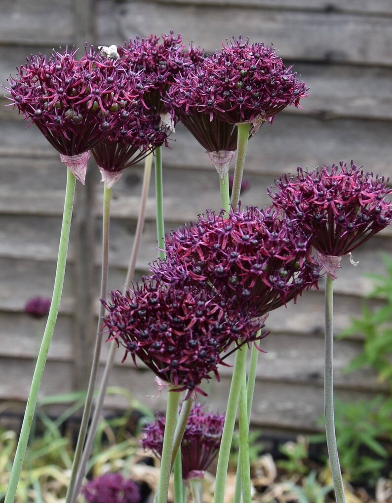 Burgundy Allium 'atropurpureum' Flower Bulbs Hardy Etsy