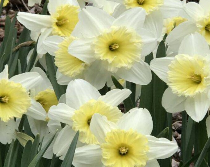 Narcissus 'ice Follies' Large Cupped Daffodil Flower Bulbs Unique Deer