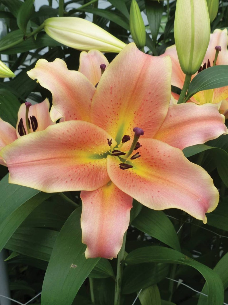 Giant Orienpet Lily 'zelmira' Hardy Flower Bulbs VERY Etsy