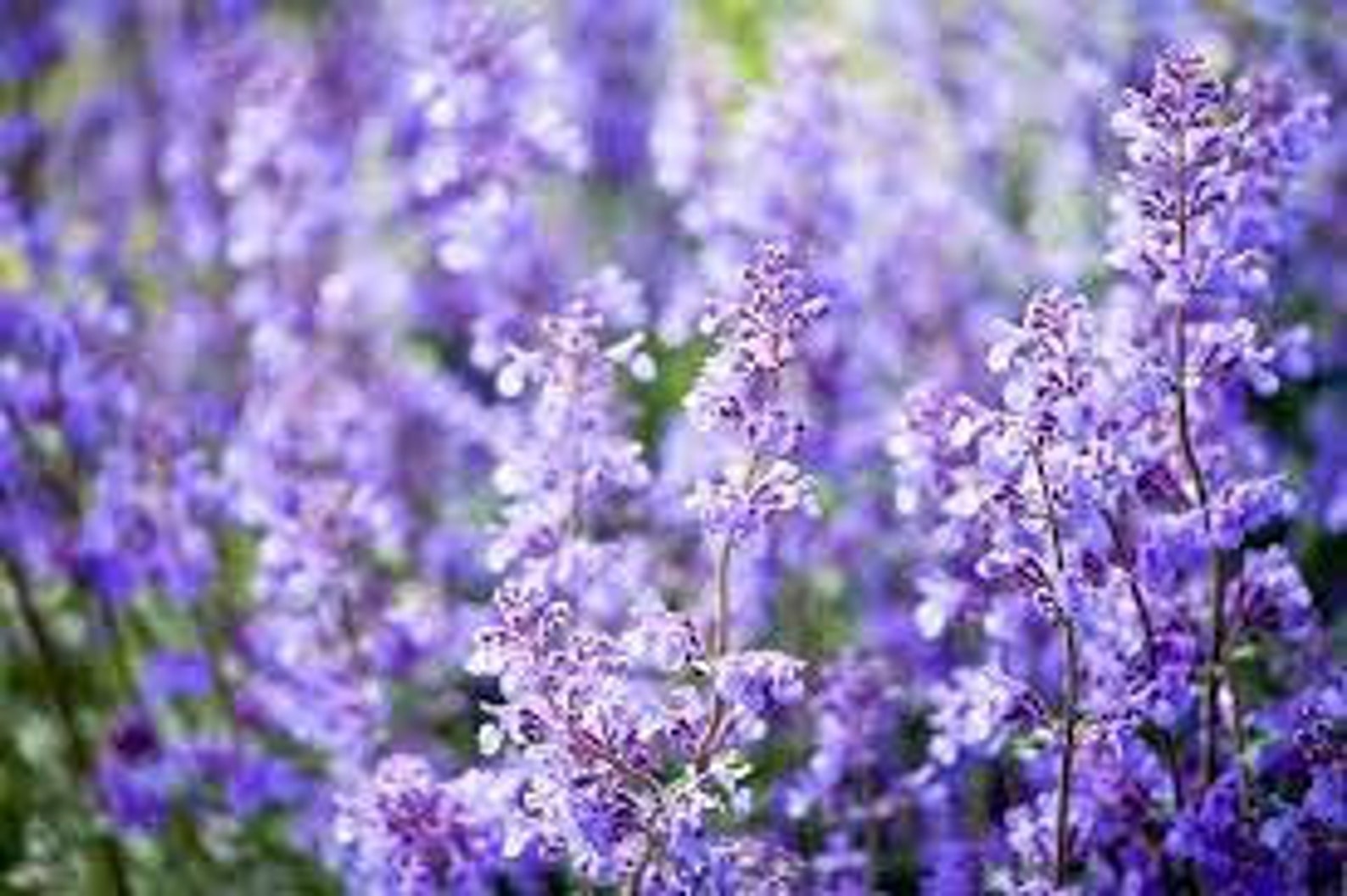 Nepeta 'walkers Low' Catmint 2.5' Pots LIVE Etsy