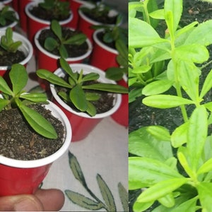 6 Baby plants of Waterleaf,  Efo Gbure, Ceylon spinach, Mgbolodi,Ebe London, Talinum triangulare