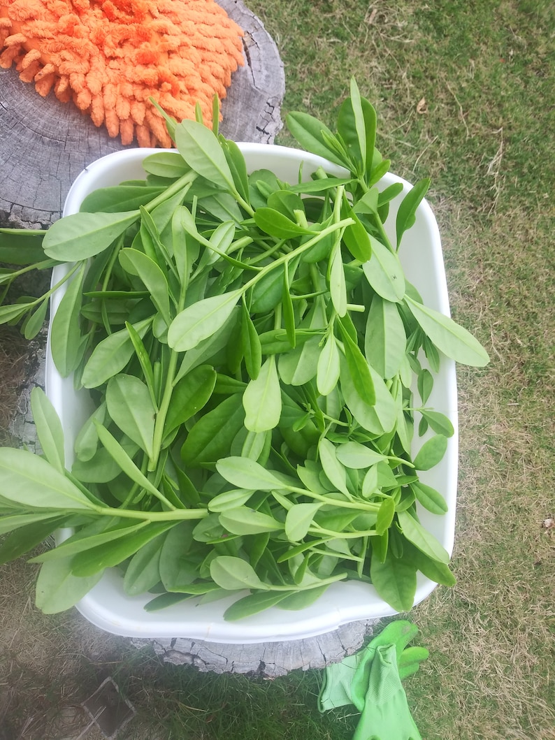 Gbure 750 Organic Seeds of Waterleaf Gbure, Mgbolodi and Ebe Dondon, Talinum ...