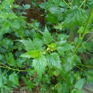 500 Seeds Organic Yoruba Ewedu Jute , Corchorus olitorius, Molokhia, Achingbara. 99.99% germination shipping within US is less than 5 dollar