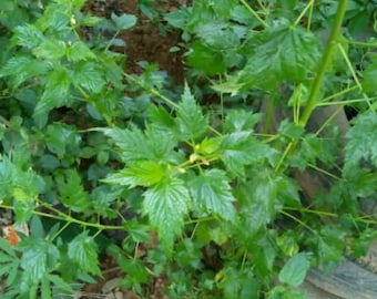 Seeds 500 - biologische yoruba-jutezaden, Ewedu Molokhia