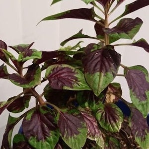 500 SEEDS LAGOS SPINACH - C. Argentea, Shoko, Efo Shoko, Shoko Yokoto leaf, African spinach, Efo riro, Nigerian Spinach