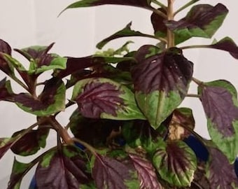 500 Seeds of Lagos Spinach – Authentic West African Shoko Yokoto