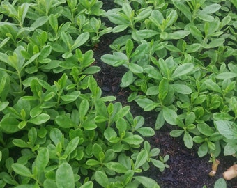 500 Organic Seeds of Waterleaf Gbure, Mgbolodi and Ebe dondon, Talinum Fruticosum, Talinum-triangulare