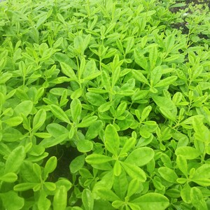 Gbure 750 Organic Seeds of Waterleaf Gbure, Mgbolodi and Ebe Dondon, Talinum ...