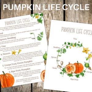 PUMPKIN Life Cycle, Nature Study, Homeschool Printable, Instant Download
