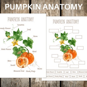 PUMPKIN Anatomy,  Poster and Labeling Activity, Homeschool, Instant DOWNLOAD