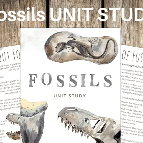 FOSSILS Unit Study Anatomy Nature Study Science - Etsy FOSSILS Unit Study Anatomy Nature Study Science - Etsy