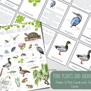 Mini póster del ecosistema del estanque, fichas informativas y fichas de 3 partes, naturaleza, manualidades digitales, tarjetas Montessori, recursos para la educación en casa, descarga instantánea