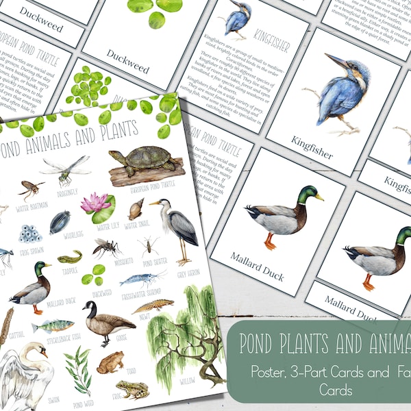 POND ECOSYSTEM Mini Poster, Fact Cards and 3 Part Cards, Nature, Digital DIY, Montessori Cards, Homeschool Resources, Instant Download