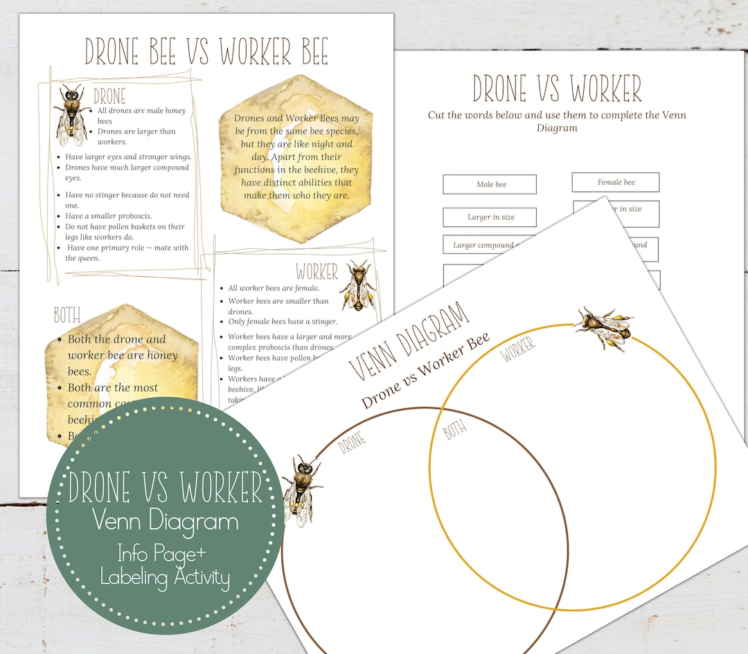 Drone Vs WORKER BEES Venn Diagram Activity, Homeschool, Montessori